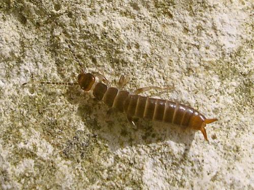 Euborellia moesta