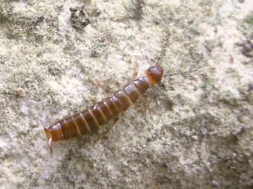 Euborellia moesta