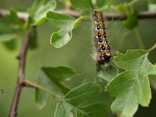 Réf. 34 716 : Acronicta tridens