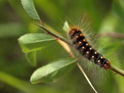 Acronicta auricoma