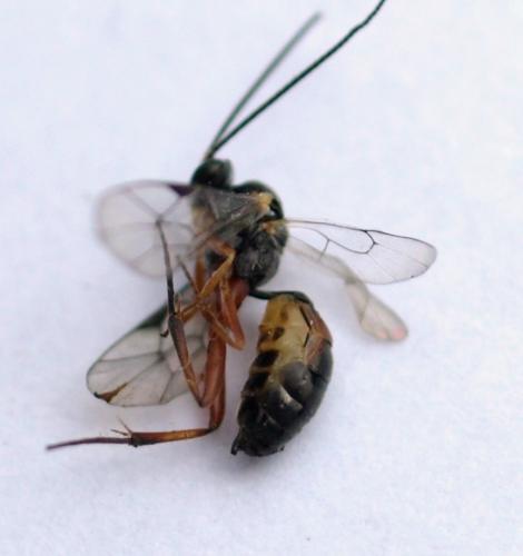 Réf. 34 799 : Phobocampe sp.