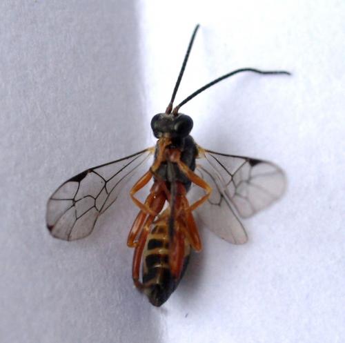 Phobocampe sp.