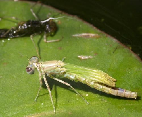 Ischnura elegans