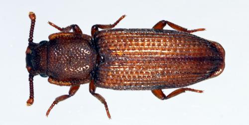 Réf. 34 028 : Pycnomerus terebrans