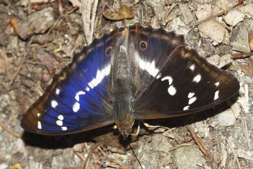Réf. 34 002 : Apatura iris