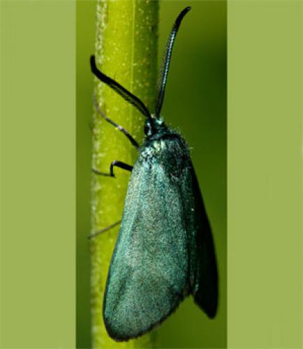 Adscita sp.
