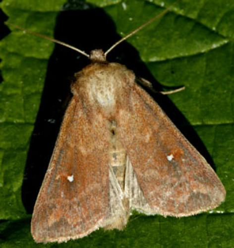 Réf. 34 015 : Mythimna albipuncta