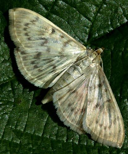 Réf. 34 078 : Pleuroptya ruralis