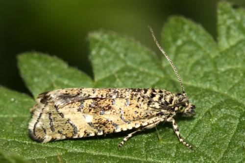 Réf. 34 994 : Phiaris stibiana