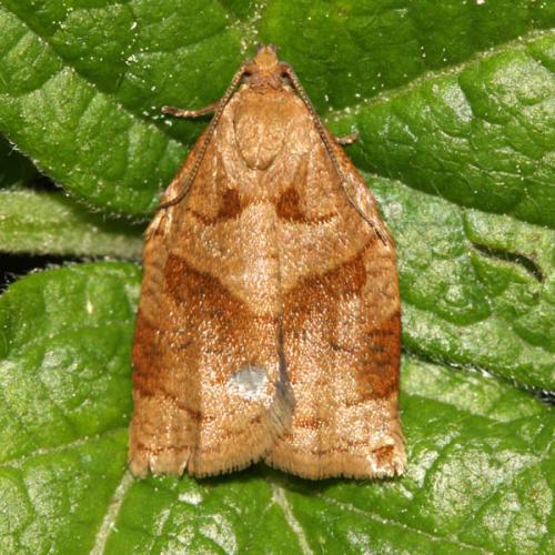 Réf. 34 993 : Archips rosana