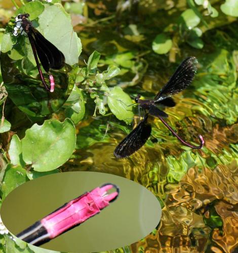 Calopteryx haemorrhoidalis