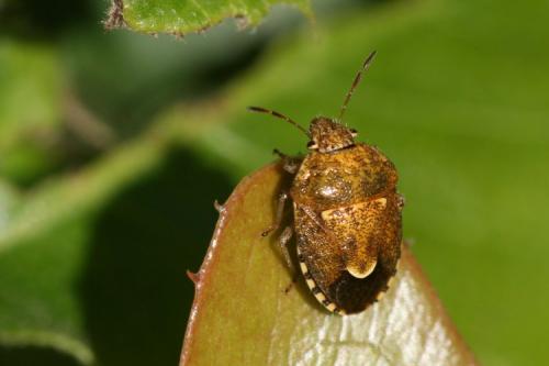 Staria lunata