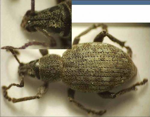 Réf. 34 591 : Peritelus sphaeroides