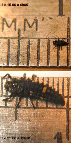 Adalia bipunctata bipunctata