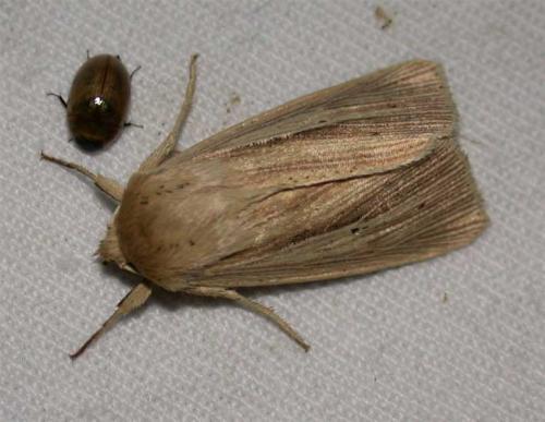 Réf. 34 370 : Mythimna impura