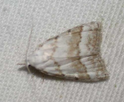 Nola aerugula