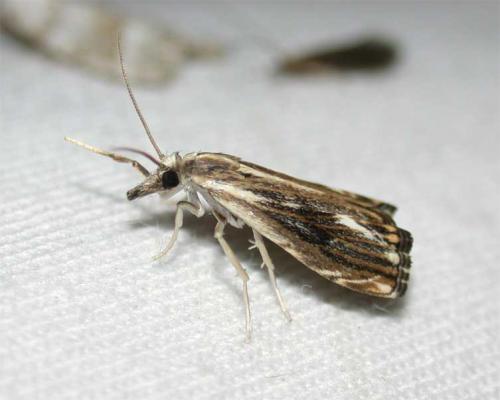Catoptria verellus