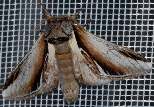 Pheosia gnoma