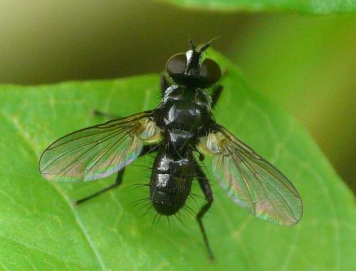 Réf. 34 943 : Phania funesta