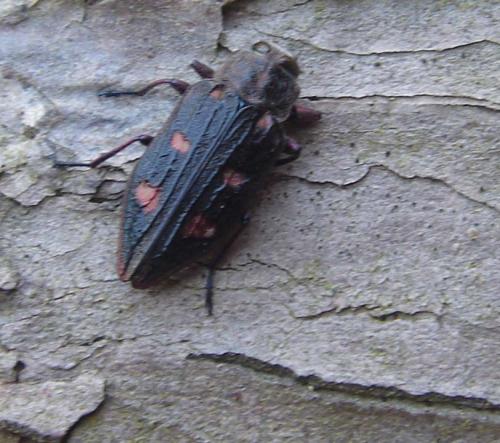 Chrysobothris chrysostigma