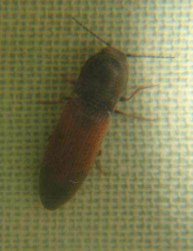 Agriotes ustulatus