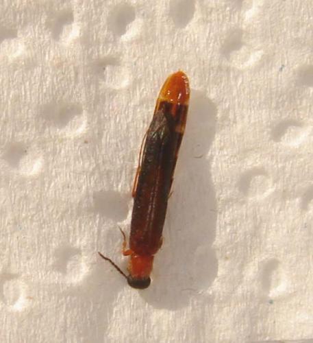 Réf. 34 387 : Lymexylon navale
