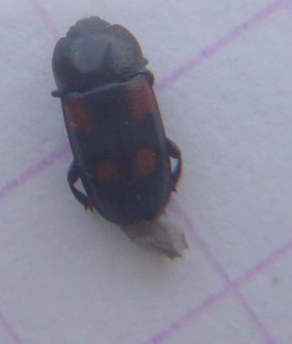 Réf. 34 223 : Ipidia binotata