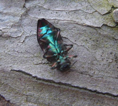 Chrysobothris chrysostigma