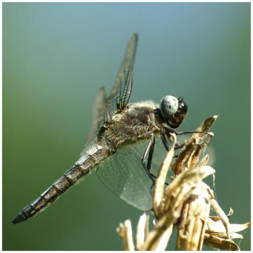 Réf. 34 074 : Libellula fulva