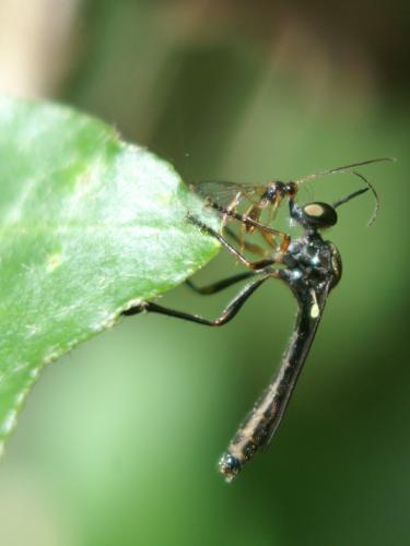 Dioctria sp.