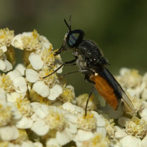 Réf. 34 005 : Odontomyia flavissima