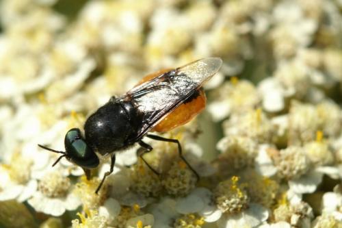 Odontomyia flavissima