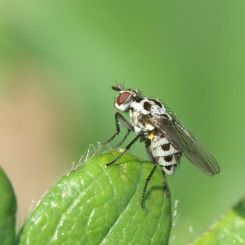 Anthomyia sp.