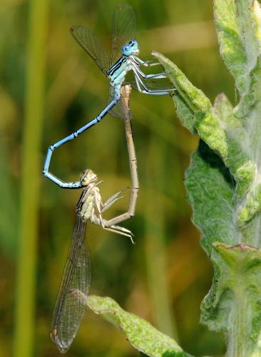 Platycnemis pennipes