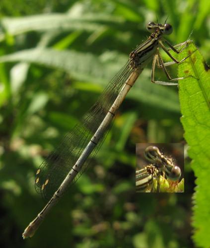 Réf. 34 013 : Platycnemis pennipes