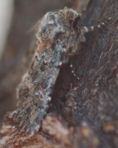 Mamestra brassicae