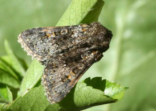 Hecatera dysodea
