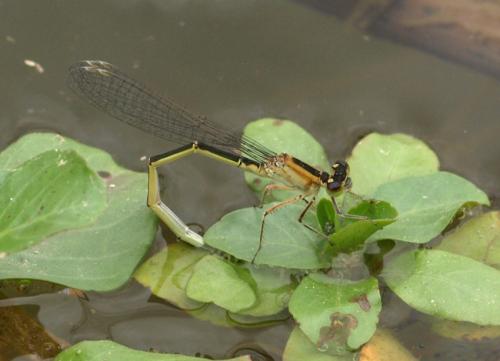 Ischnura elegans