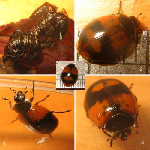 Adalia bipunctata bipunctata