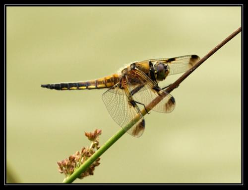 Réf. 34 467 : Libellula quadrimaculata