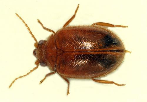 Prionocyphon serricornis