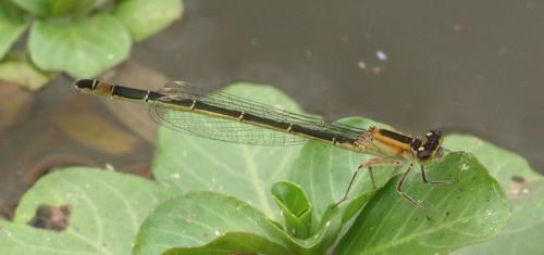Réf. 34 340 : Ischnura elegans