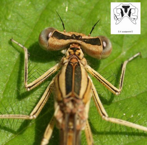 Platycnemis acutipennis