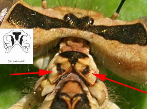 Platycnemis acutipennis