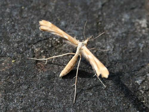 Gillmeria pallidactyla