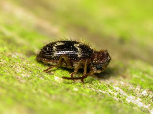 Réf. 34 982 : Ptinus rufipes