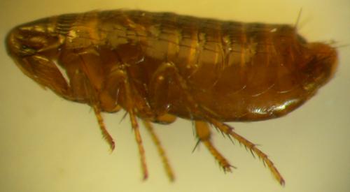 Réf. 34 917 : Ceratophyllus sciurorum