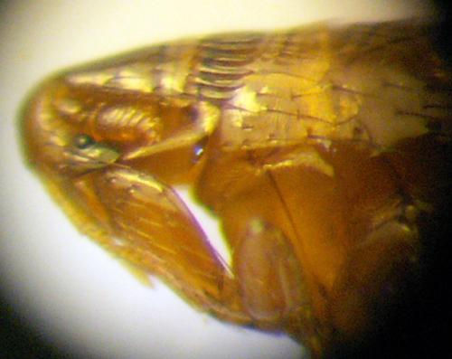 Réf. 34 918 : Ceratophyllus sciurorum