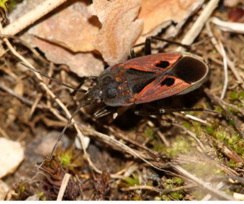 Rhyparochromus phoeniceus