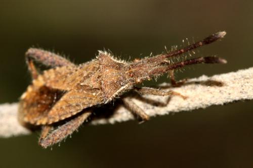 Coriomeris hirticornis